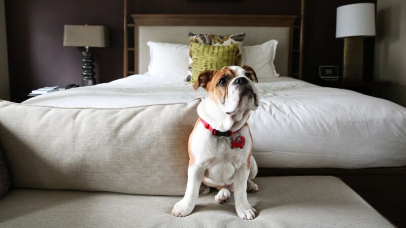 Pet-Friendly Paradise